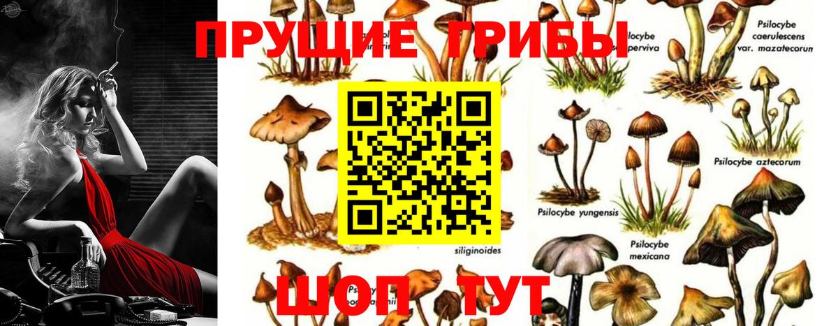 Псилоцибиновые грибы Cubensis Новодвинск
